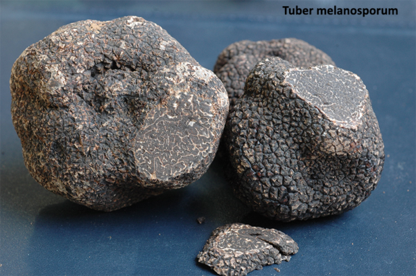 Tuber melanosporum Two Tuber melanosporum clean and with small slice taken off to expose the gleba.
