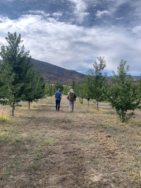 Two persons walking down the rows of a truffle orchard in California