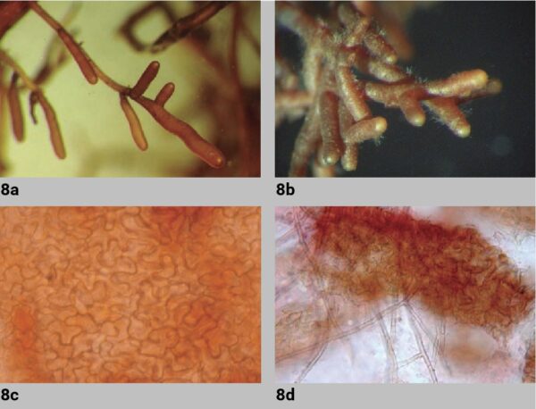 4 images showing the characteristics of Tuber melanosporum mycorrhizae