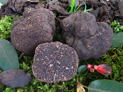 Pictures of three Tuber melanosporums on top of moss. One of them is sliced in half and the gleba is exposed.