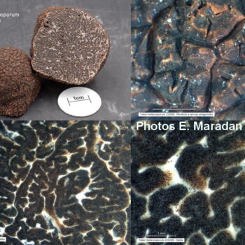 Tuber melanosporum characteristics, round borwn with pyramids on peridium and dark marbled gleba