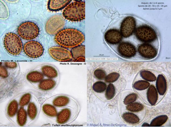 Tuber-melanosporum Spores in ascii Tuber melanosporum spores in ascii