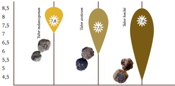Source: Morcillo et al 2015 Graphic showing the ideal soil pH levels for Tuber melanosporum, Tuber aestivum and Tuber borchii farming. Tuber melanosporum can be farmed between pH of 7 and 8.5 with an optimum pH of 7.8.