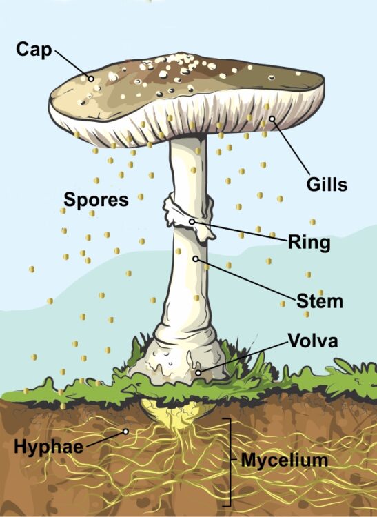A drawing of a typical mushroom with the various anatomical parts labeled.