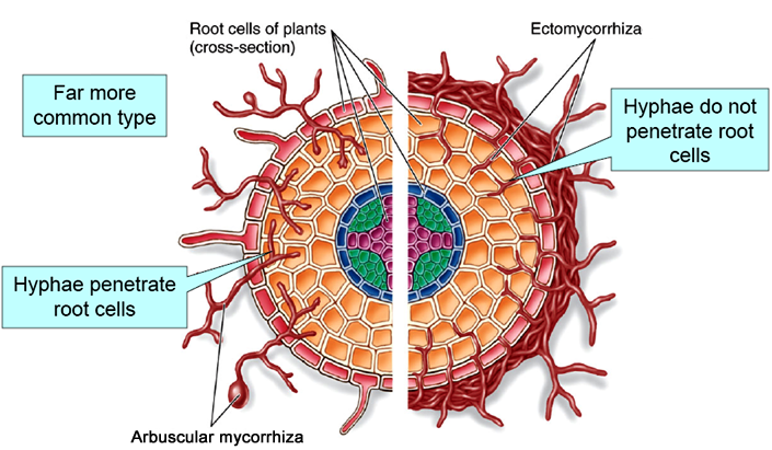 Schematic comparison of Ectomycorrhiza and Arbuscular mycorrhiza. The hyphae in ectomycorrhiza penetrate the fine roots but remain between the cells of the host plant.