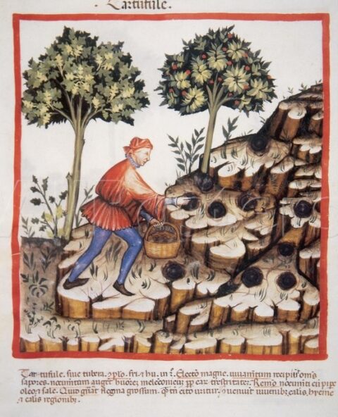 Ancient text showing a man harvesting truffles.