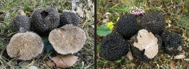 Burgundy Truffle and Summer Truffle side by side. The flesh of Tuber aestivum is whiter that for Tuber uncinatum.