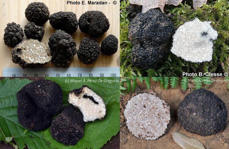 Samples of Tuber aestivum showing the gleba and peridium