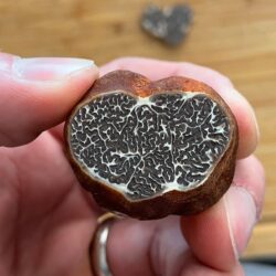 Photo of a the gleba of a mature Tuber canaliculatum (Appalachian Truffle).