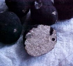Oregon black truffle, view of the peridium and gleba