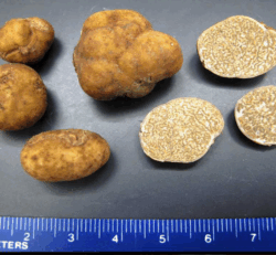 Photo of several Tuber lyonii (Pecan Truffles) showing the the whitish gleba and the whitish smooth peridium.