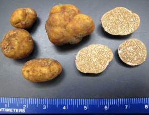 Photo of several Tuber lyonii (Pecan Truffles) showing the the whitish gleba and the whitish smooth peridium.