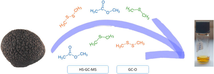 Truffle aroma is composed of more than 50 volatile compounds and to this day, no one has accomplished to find the aromatic key that evokes the real aroma of truffles for its use as food flavoring.