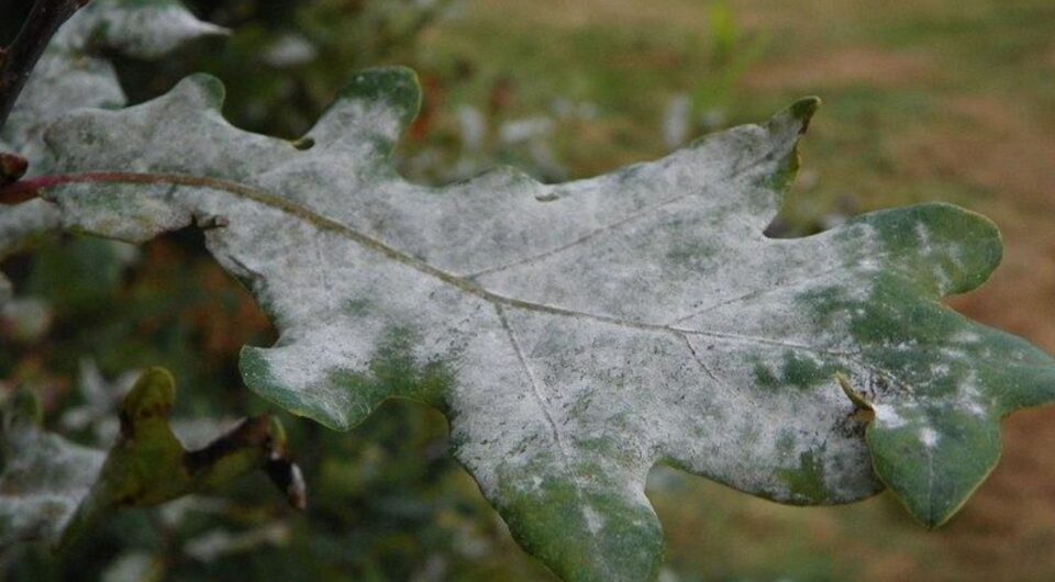 Powdery Mildew on an Oak leaf