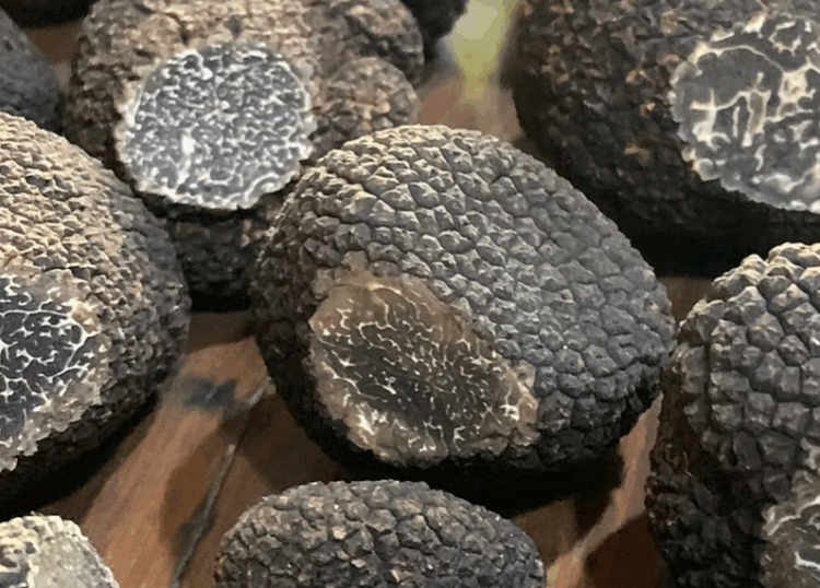 Black truffles with small knife marks to expose the gleba.