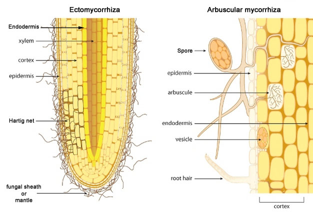 Schematic comparison of Ectomycorrhiza and Arbuscular mycorrhiza on a longitudinal cut of a root tip.