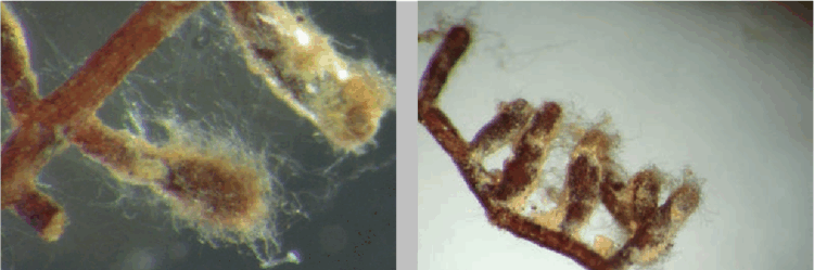 Stereoscopic view of Tuber aestivum mycorrhizae