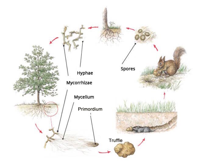 graphic showing the truffle life cycle, spores, form the mycelium, create the truffle, which is eaten by wildlife, which spreads the spores