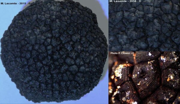 Tuber-aestivum02 Tuber aestivum detailed view of the mentle