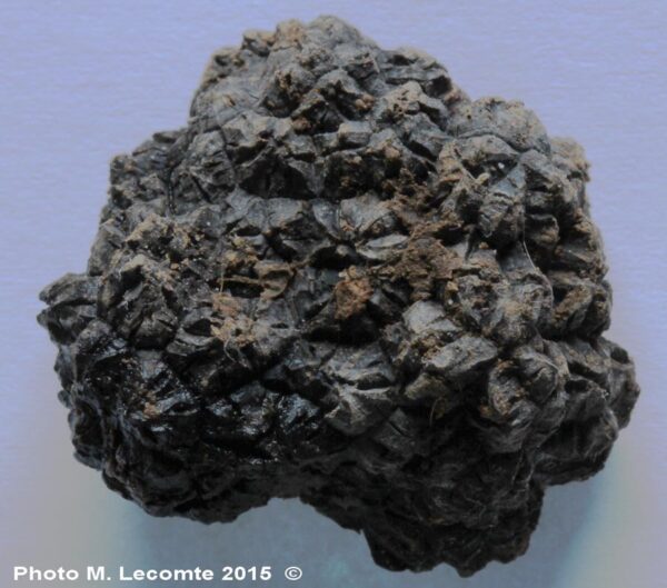 Tuber-uncinatum(4) Tuber uncinatum