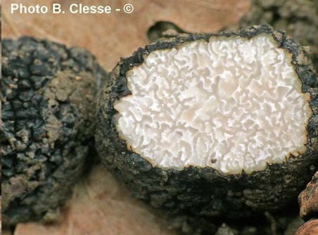 Tuber-uncinatumBC(1) Gleba T. uncinatum gleba