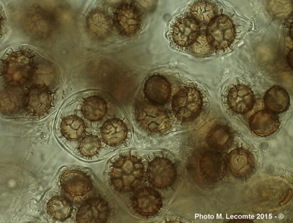 Modified by CombineZP