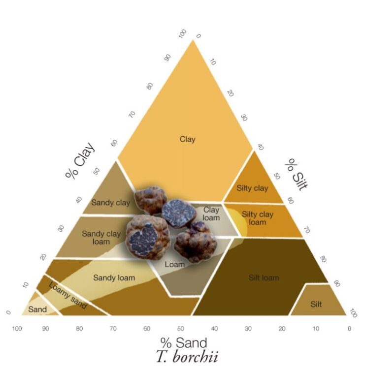 Soil diagram showing the natural range of soil types for the Tuber borchii which include sandy soils.