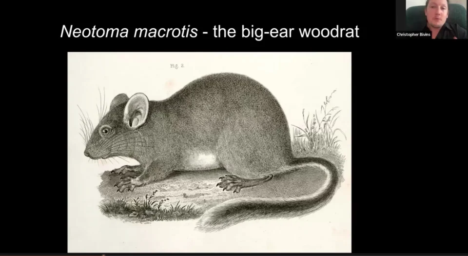 Graphic representation of Neotoma macostis, the big-ear woodrat