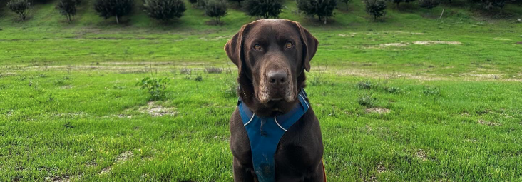 Truffle Dogs of NATGA calendar