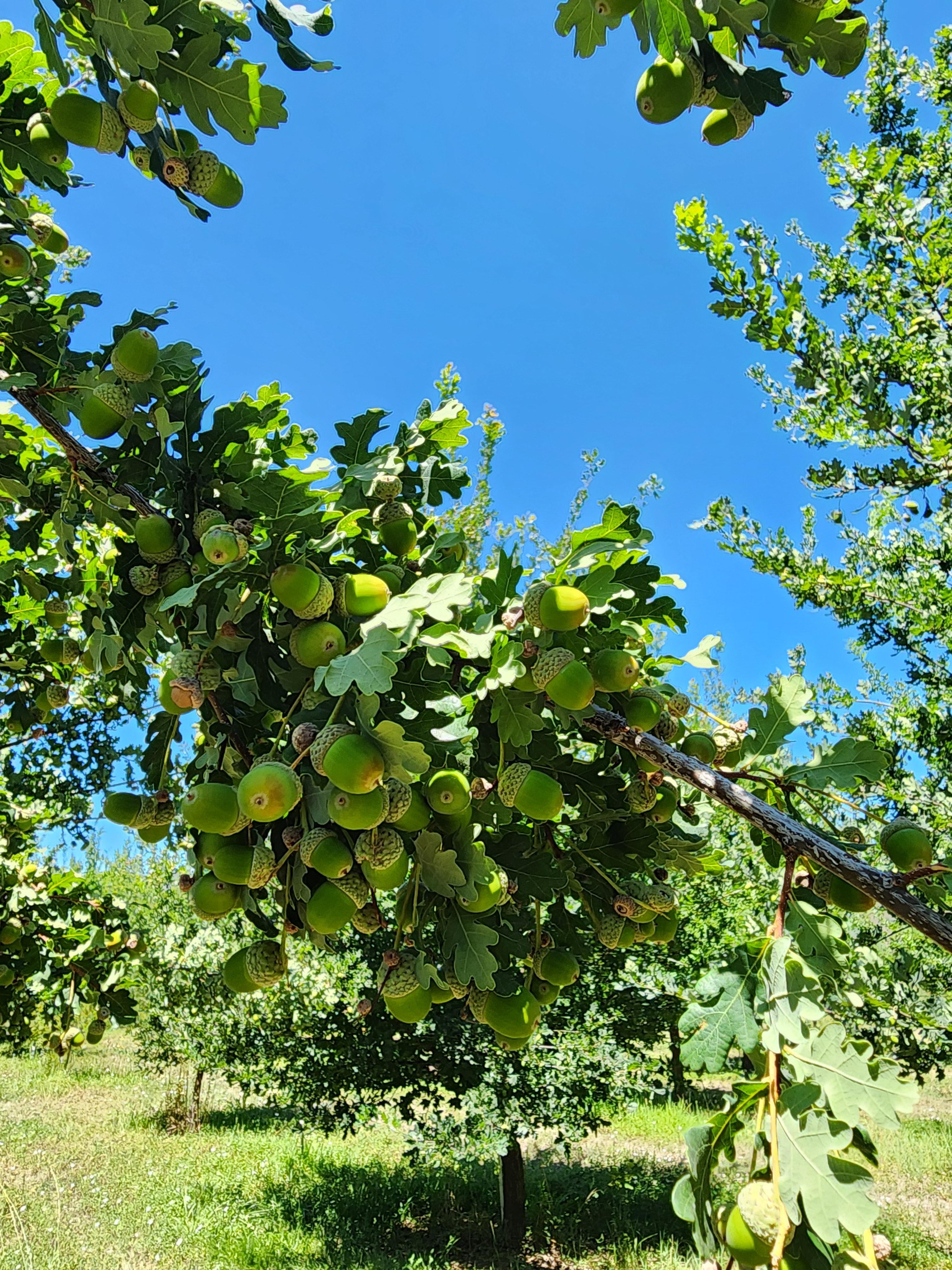 Accorn bumper crop