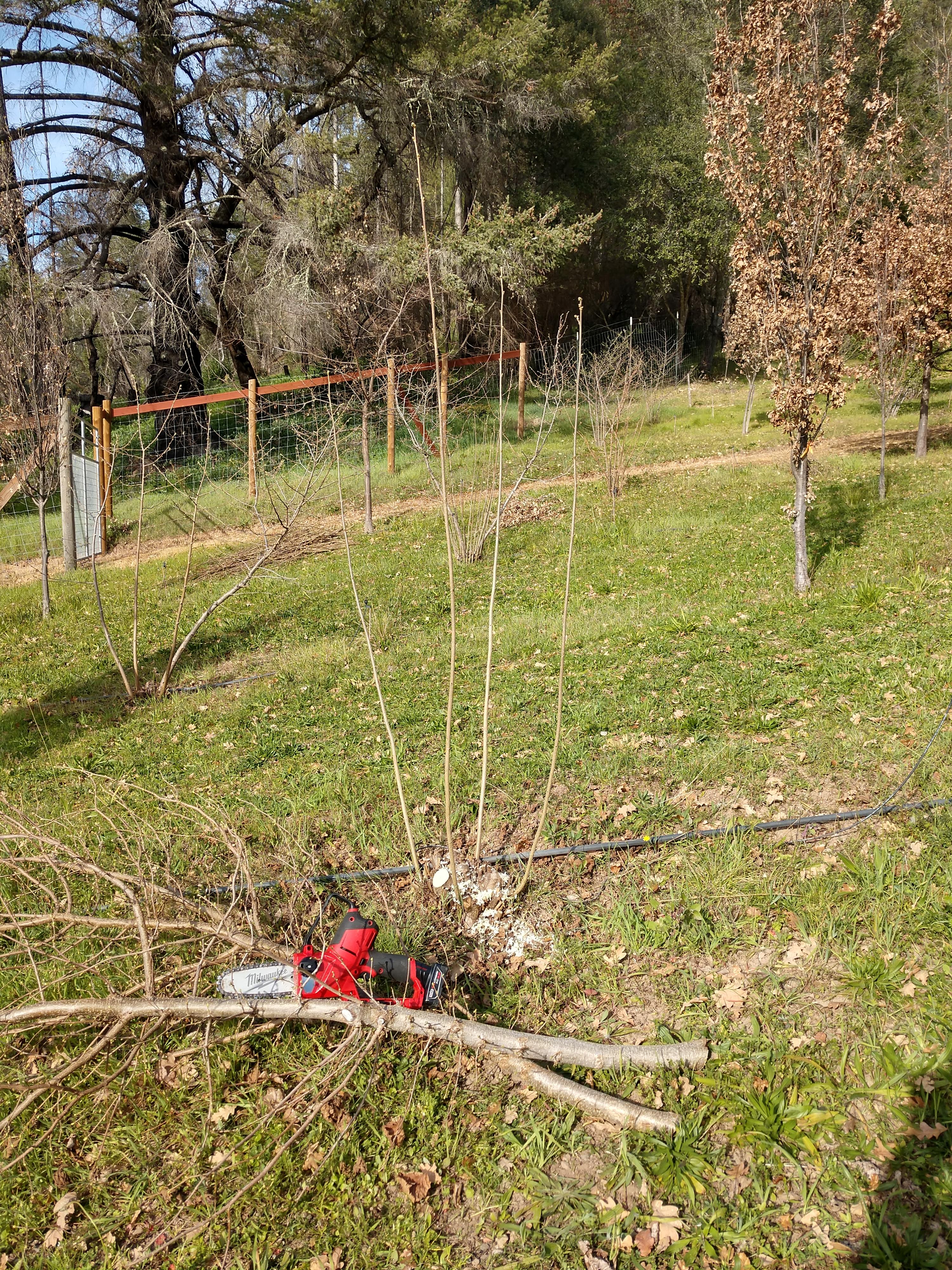 removing larger, older branches after removing suckers