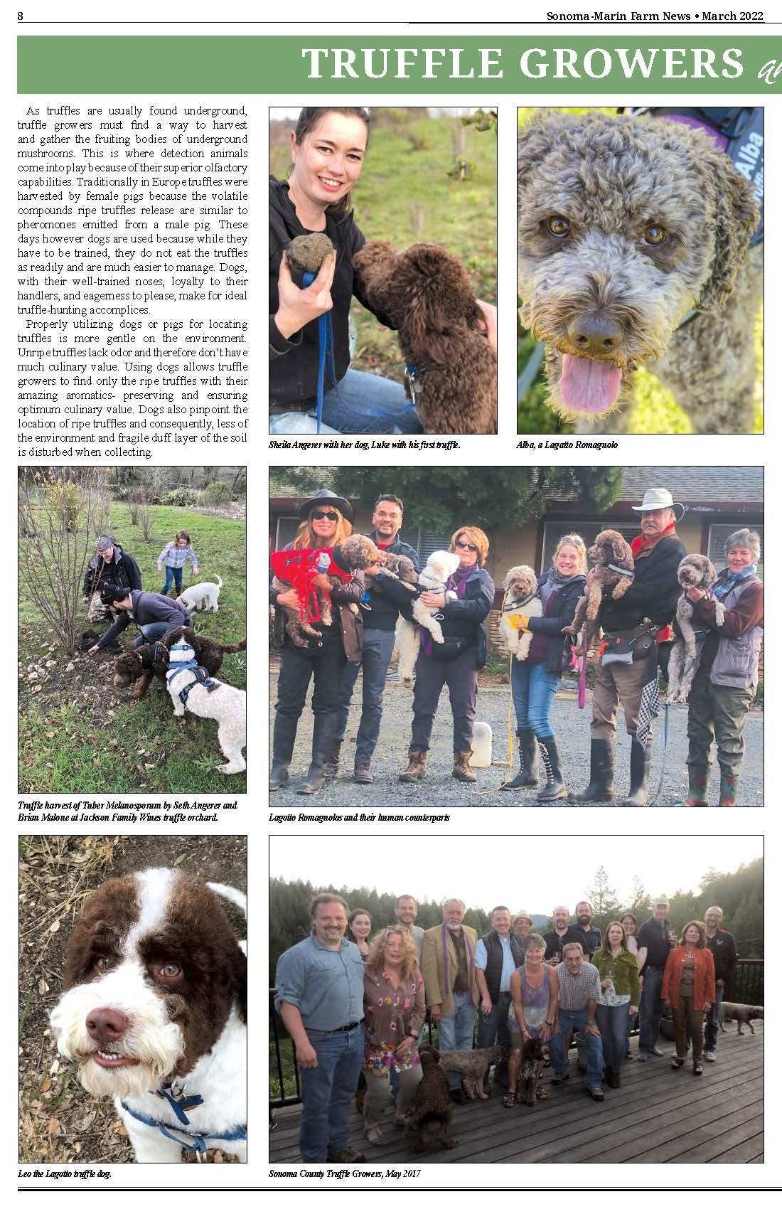 Truffle dogs in Sonoma County